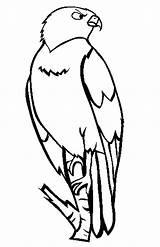 Soim Colorat Planse Desene Imagini Animale Hawk Salbatice Pasari Coloringtop Imaginea Soimul sketch template