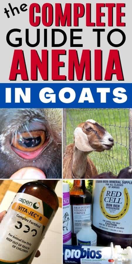 anemia  goats  symptoms treatment  prevention