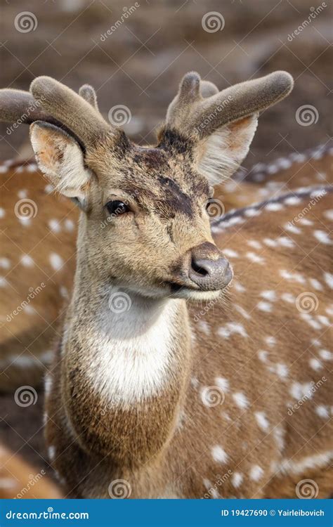 chital stock photo image  spot stag safari deer