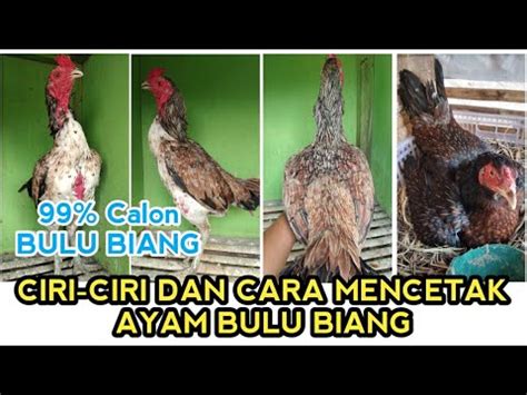 ciri ciri   mencetak ayam bulu biang youtube