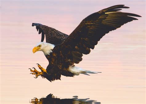 soaring eagle  water body wallpaperhd birds wallpapersk