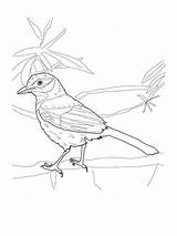 Jay Coloring Scrub Blue Pages Printable Birds Drawing Getcolorings Recommended Coloringbay Categories sketch template