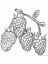 Raspberries Fruits Gaddynippercrayons sketch template