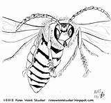 Hornet Drawing Giant Insects Revival Getdrawings Drawings sketch template