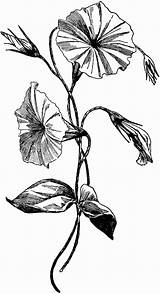 Botanical Freelargeimages sketch template