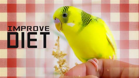 improve  birds diet youtube
