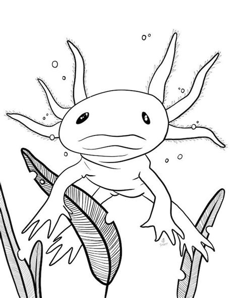 coloring page instant  axolotl marine aquatic etsy