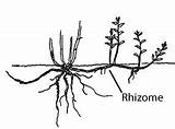 Rhizome Diagram Rhizomes Google Search Grass Fire Roots Range Plant Interaction Plants Deleuze sketch template