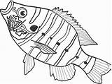 Coloring Fish Pages Snapper Bass Printable Double Kids Colouring Animal Color Books Getdrawings Getcolorings Book sketch template