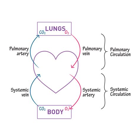 gross anatomy glossary systemic  pulmonary circulation draw