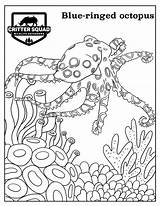 Octopus Blue Ringed Crittersquad sketch template