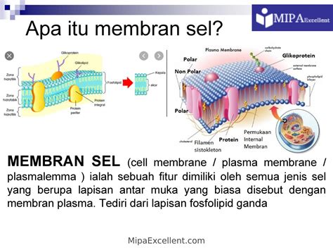 membran sel mipa excellent