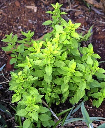 Five Versatile Herbs Every Keen Cook Should Plant This Spring