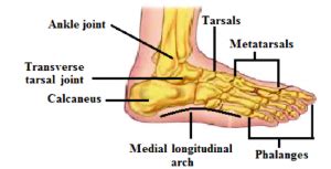 podiatrist  upland ca foot ankle specialists