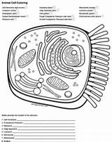 Worksheet Biology Biologycorner Labeling Ecdn Organelles Structure Mitosis Completed Kayleighrosee Win sketch template