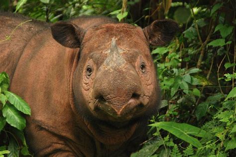 sumatran rhino facts anatomy diet habitat behavior animals time
