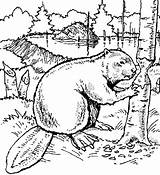 Beaver Coloring Pages Wood Animals Dam Tree Color Print Chewing Animal Colouring Kids Beavers Scouts Exotic Printable Drawing Castor Carving sketch template