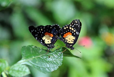 great sex these butterflies have giant sperm packages and vaginal jaws