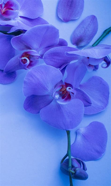 orchid flower   hd wallpapers hd wallpapers id