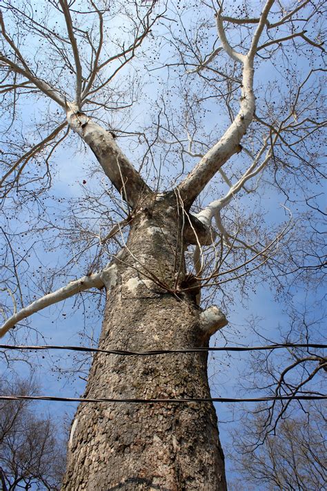 biological thinking sycamores trees