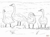 Swans Taiga Tundra Supercoloring Cigno sketch template