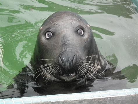 another adorable seal those eyes aww
