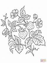 Coloring Strawberry Pages Bush Printable Color Plant Strawberries Crafts Print Designlooter Embroidery Patterns Select Animals Nature Category Drawing Compatible Tablets sketch template