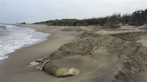 dead whale washes up near sandy hook nude beach