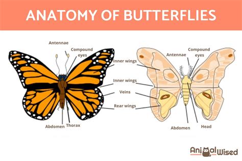 anatomy  butterfly wings sexiz pix