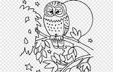 Mewarnai Burung Hantu Hewan Owl Pngwing sketch template
