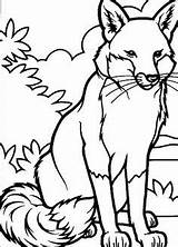 Fox Coloring Pages Printable Animals Sheets sketch template