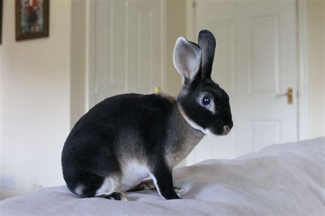 mini rex rabbit  sale  iowa  stockclearancesale