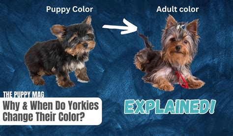 yorkies change color  color guide  puppy mag