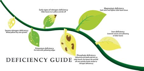 plant deficiency guide gardeners corner