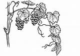 Coloring Vine Grape Grapevine Printable sketch template