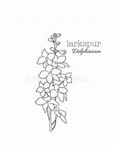 Larkspur Delphinium Coloring sketch template