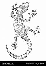 Lizard Coloring Adults Book Vector Royalty sketch template