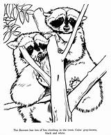 Raccoon Coloring Pages Zoo Animal Drawings Racoon Print Drawing Printable Sheets Animals Kids Adult Grows Fern Red Raccoons Where Honkingdonkey sketch template