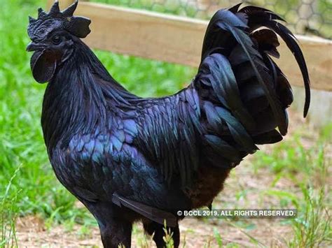 how dantewada s kadaknath chicken could be the new food fad black chicken crosses the red