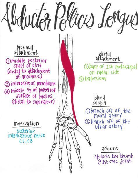 abductor pollicis longus muscle anatomy massage therapy
