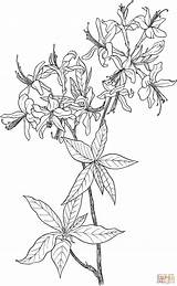 Rhododendron Coloring Azalea Wildflower Flower Pages Wild Drawing Printable Tattoo Colouring Honeysuckle Supercoloring Getdrawings Clipart Color Bible sketch template