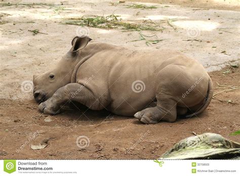 rhino stock image image  east drive masai animal