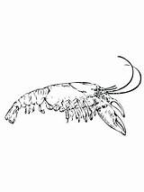 Coloring Crawfish Crayfish Drawing Pages Shrimp Eastern Getcolorings Color Getdrawings Printable sketch template