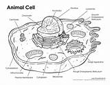 Animal Cell sketch template