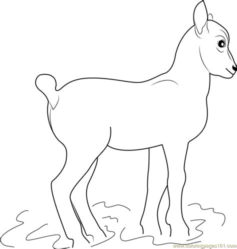 goat coloring page  kids  goat printable coloring pages