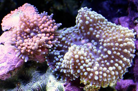 wonderful macro photographs of underwater corals