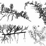 Caulerpa Racemosa Peltata Challenging Resolving Phenotypic Morphologically Chlorophyta Designation Plasticity Agardh Holotype sketch template