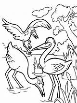 Coloring Pages Stork Storks Print Birds sketch template