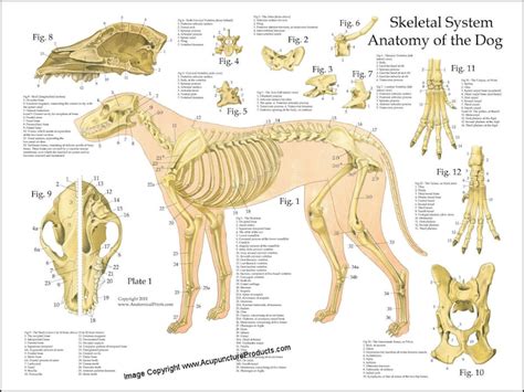 hund skelett schaedel anatomie poster    etsyde