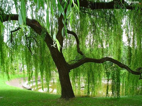 weeping willow tree image id  image abyss